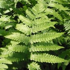 Matteuccia orientalis