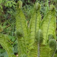 Matteuccia struthiopteris