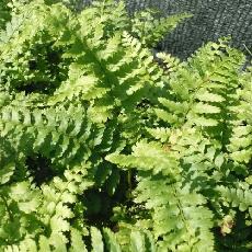 Polystichum braunii