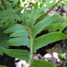 Polystichum acrostichoides