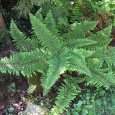 Polystichum setiferum  'Plumosum Densum'