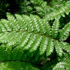 Polystichum polyblepharum