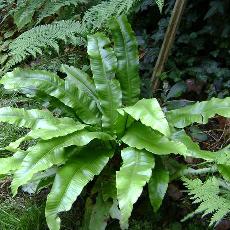 Asplenium scolopendrium