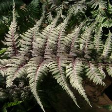 Athyrium niponicum var. pictum