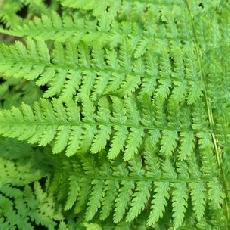 Athyrium filix-femina