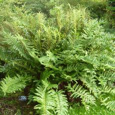 Blechnum chilense