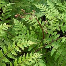 Athyrium vidalii