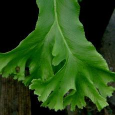 Asplenium scolopendrium f. ramosa