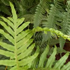 Polypodium interjectum