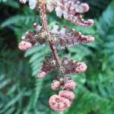Dryopteris erythrosora  'Prolifica'