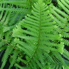 Dryopteris filix-mas var. furcans