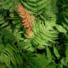 Dryopteris lepidopoda