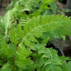 Athyrium niponicum
