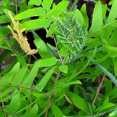 Osmunda regalis  'Purpurascens'