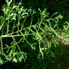 Dryopteris filix-mas  'Linearis Polydactyla'