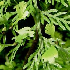 Asplenium bulbiferum