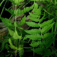 Dryopteris clintoniana