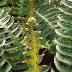 Blechnum appendiculatum Willd