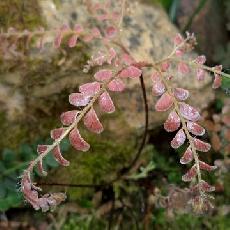 Adiantum hispidulum