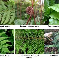 Lot 6 Fougères Persistantes . Dryopteris, Polystichum, Cyrtomium