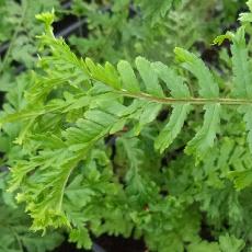 Dryopteris filix-mas  'Cristata Jackson'