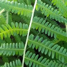 Thelypteris jujuyensis