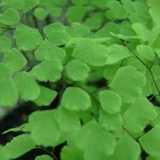 Adiantum raddianum