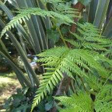 Pteris exigua