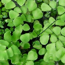 Adiantum venustum