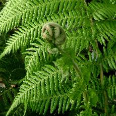 Dicksonia antarctica