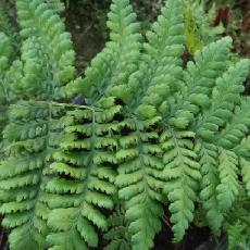 Dryopteris dilatata