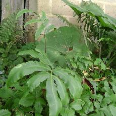 Dryopteris sieboldii