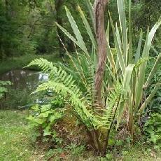 Dryopteris atrata