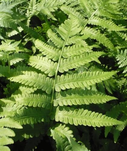 Matteuccia orientalis