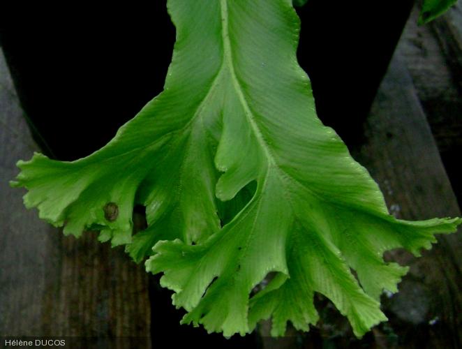 Asplenium scolopendrium f. ramosa