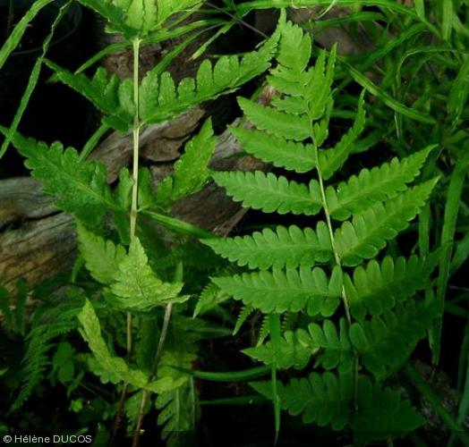 Dryopteris clintoniana
