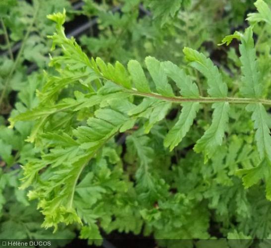 Dryopteris filix-mas 'Cristata Jackson'