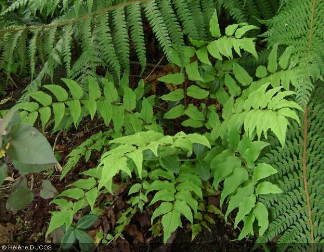 Cyrtomium fortunei