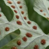 Polypodium interjectum