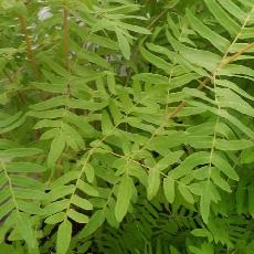 Osmunda regalis