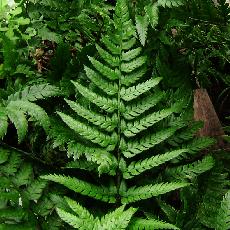 Polystichum rigens