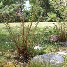 Polystichum setiferum  'Herrenhausen'