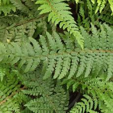 Polystichum setiferum