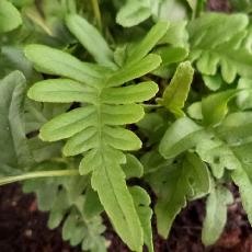 Polypodium vulgare