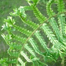 Dryopteris affinis  'Cristata'