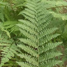 Dryopteris filix-mas var. barnesii