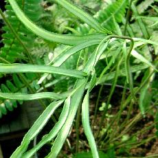 Pteris cretica  'Albo-lineata'