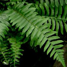 Polystichum munitum