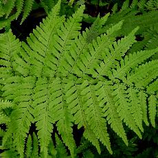 Dryopteris coreano-montana