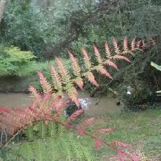 Woodwardia unigemmata